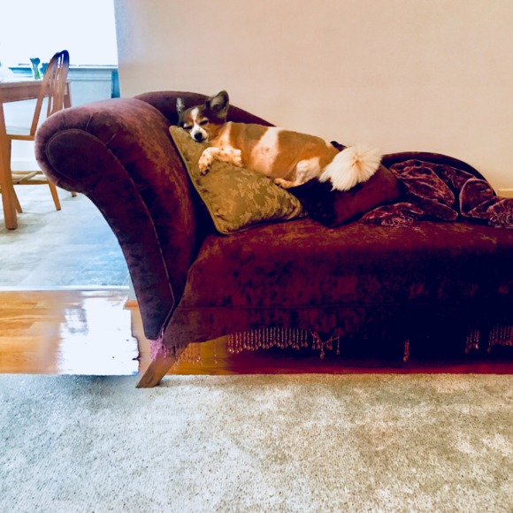 Meet your Posher, Amy - Picture 1 of 1